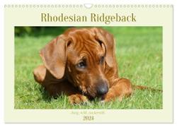 Rhodesian Ridgeback - Jung, wild, zuckersüß (Wandkalender 2024 DIN A3 quer), CALVENDO Monatskalender