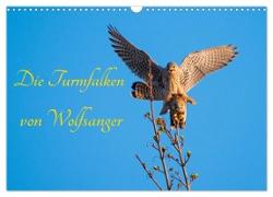 Die Turmfalken von Wolfsanger (Wandkalender 2024 DIN A3 quer), CALVENDO Monatskalender