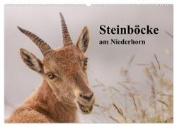 Steinböcke am Niederhorn (Wandkalender 2024 DIN A2 quer), CALVENDO Monatskalender