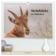Steinböcke am Niederhorn (hochwertiger Premium Wandkalender 2024 DIN A2 quer), Kunstdruck in Hochglanz