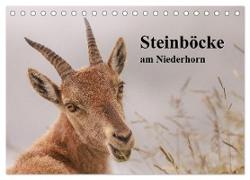 Steinböcke am Niederhorn (Tischkalender 2024 DIN A5 quer), CALVENDO Monatskalender