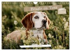 Beagle - Unser treuer Begleiter (Wandkalender 2024 DIN A4 quer), CALVENDO Monatskalender