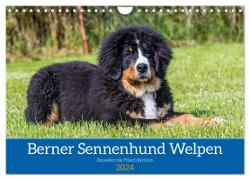 Berner Sennenhund Welpen - Bezaubernde Plüschbärchen (Wandkalender 2024 DIN A4 quer), CALVENDO Monatskalender