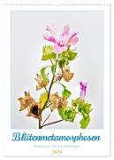 Blütenmetamorphosen (Wandkalender 2024 DIN A2 hoch), CALVENDO Monatskalender