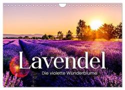 Lavendel - Die violette Wunderblume (Wandkalender 2024 DIN A4 quer), CALVENDO Monatskalender