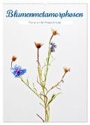 Blumenmetamorphosen (Wandkalender 2024 DIN A2 hoch), CALVENDO Monatskalender