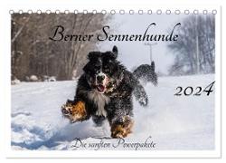 Berner Sennenhunde - Die sanften Powerpakete (Tischkalender 2024 DIN A5 quer), CALVENDO Monatskalender