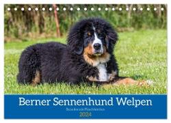 Berner Sennenhund Welpen - Bezaubernde Plüschbärchen (Tischkalender 2024 DIN A5 quer), CALVENDO Monatskalender