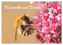 Hummeln und Bienen (Wandkalender 2024 DIN A4 quer), CALVENDO Monatskalender