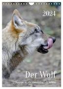 Der Wolf - Isegrim in den heimischen Wäldern - Kalender 2024 (Wandkalender 2024 DIN A4 hoch), CALVENDO Monatskalender