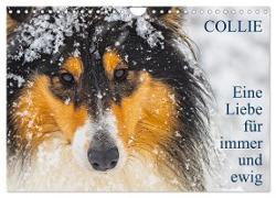 Collies - Eine Liebe für immer und ewig (Wandkalender 2024 DIN A4 quer), CALVENDO Monatskalender