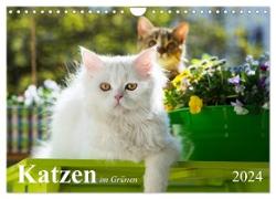 Katzen im Grünen (Wandkalender 2024 DIN A4 quer), CALVENDO Monatskalender