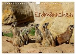 Erdmännchen (Wandkalender 2024 DIN A4 quer), CALVENDO Monatskalender