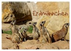 Erdmännchen (Wandkalender 2024 DIN A3 quer), CALVENDO Monatskalender