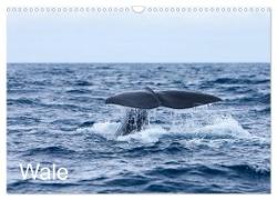 Wale (Wandkalender 2024 DIN A3 quer), CALVENDO Monatskalender