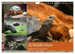 Schildkröten - Gepanzerte Urzeitwesen (Wandkalender 2024 DIN A4 quer), CALVENDO Monatskalender