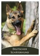 Deutscher Schäferhund (Wandkalender 2024 DIN A3 hoch), CALVENDO Monatskalender