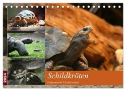 Schildkröten - Gepanzerte Urzeitwesen (Tischkalender 2024 DIN A5 quer), CALVENDO Monatskalender