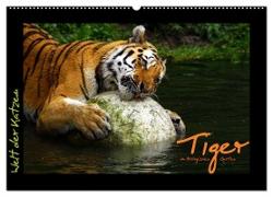 Welt der Katzen - Tiger (Wandkalender 2024 DIN A2 quer), CALVENDO Monatskalender