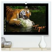 Welt der Katzen - Tiger (hochwertiger Premium Wandkalender 2024 DIN A2 quer), Kunstdruck in Hochglanz