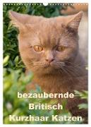 bezaubernde Britisch Kurzhaar Katzen (Wandkalender 2024 DIN A3 hoch), CALVENDO Monatskalender