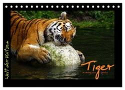 Welt der Katzen - Tiger (Tischkalender 2024 DIN A5 quer), CALVENDO Monatskalender