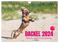 DACKEL 2024 Frech und Liebenwert (Wandkalender 2024 DIN A4 quer), CALVENDO Monatskalender