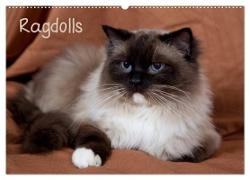 Ragdolls (Wandkalender 2024 DIN A2 quer), CALVENDO Monatskalender