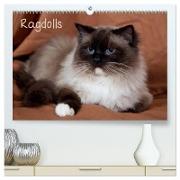 Ragdolls (hochwertiger Premium Wandkalender 2024 DIN A2 quer), Kunstdruck in Hochglanz