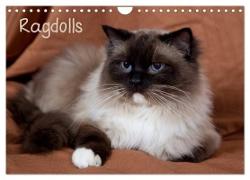 Ragdolls (Wandkalender 2024 DIN A4 quer), CALVENDO Monatskalender