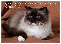 Ragdolls (Tischkalender 2024 DIN A5 quer), CALVENDO Monatskalender