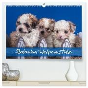 Bolonka Welpenstube (hochwertiger Premium Wandkalender 2024 DIN A2 quer), Kunstdruck in Hochglanz