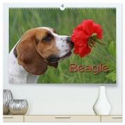 Beagle (hochwertiger Premium Wandkalender 2024 DIN A2 quer), Kunstdruck in Hochglanz