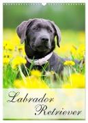 Labrador Retriever (Wandkalender 2024 DIN A3 hoch), CALVENDO Monatskalender