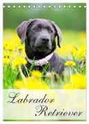 Labrador Retriever (Tischkalender 2024 DIN A5 hoch), CALVENDO Monatskalender