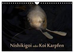 Nishikigoi oder Koi Karpfen (Wandkalender 2024 DIN A4 quer), CALVENDO Monatskalender