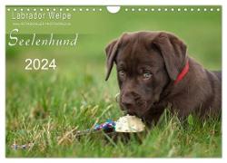 Labrador Welpe ¿ Seelenhund (Wandkalender 2024 DIN A4 quer), CALVENDO Monatskalender
