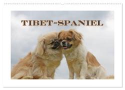 Tibet-Spaniel (Wandkalender 2024 DIN A2 quer), CALVENDO Monatskalender