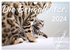 Die Bengalkatze. Edition Jungtiere (Wandkalender 2024 DIN A4 quer), CALVENDO Monatskalender