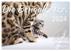 Die Bengalkatze. Edition Jungtiere (Wandkalender 2024 DIN A2 quer), CALVENDO Monatskalender