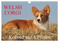 Welsh Corgi - Kobold auf 4 Pfoten (Wandkalender 2024 DIN A4 quer), CALVENDO Monatskalender