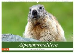Alpenmurmeltiere in freier Wildbahn (Wandkalender 2024 DIN A2 quer), CALVENDO Monatskalender