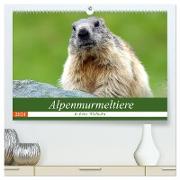 Alpenmurmeltiere in freier Wildbahn (hochwertiger Premium Wandkalender 2024 DIN A2 quer), Kunstdruck in Hochglanz