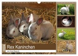 Rex - Kaninchen (Wandkalender 2024 DIN A3 quer), CALVENDO Monatskalender