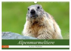 Alpenmurmeltiere in freier Wildbahn (Wandkalender 2024 DIN A3 quer), CALVENDO Monatskalender