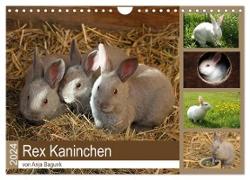 Rex - Kaninchen (Wandkalender 2024 DIN A4 quer), CALVENDO Monatskalender