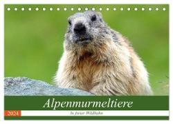 Alpenmurmeltiere in freier Wildbahn (Tischkalender 2024 DIN A5 quer), CALVENDO Monatskalender