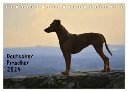 Deutscher Pinscher (Tischkalender 2024 DIN A5 quer), CALVENDO Monatskalender