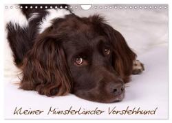 Kleiner Münsterländer Vorstehhund (Wandkalender 2024 DIN A4 quer), CALVENDO Monatskalender