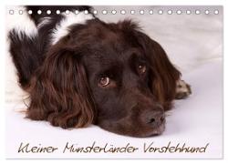 Kleiner Münsterländer Vorstehhund (Tischkalender 2024 DIN A5 quer), CALVENDO Monatskalender